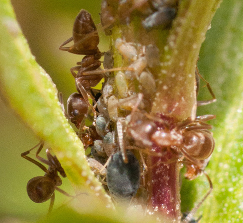 Massed Argentine Ants (Linepithema humile) Farming on new Leaves of a Coyote Brush (Baccharis pilularis) near the Sun Research Center