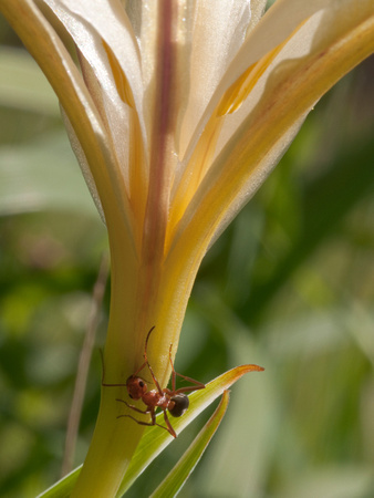 Field Ant (Formica moki) on white Iris