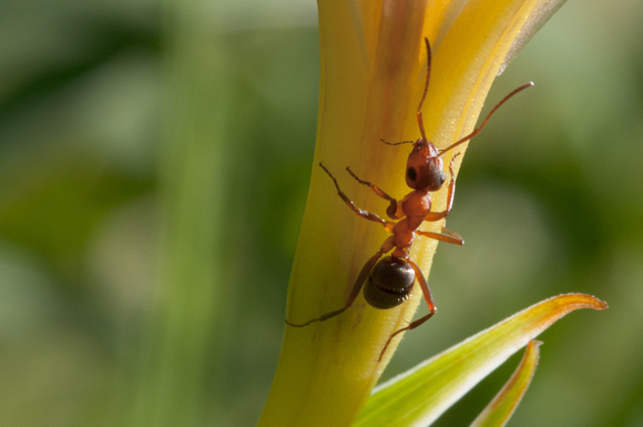 Field Ant (Formica moki) on white Iris, on Coal Mine Ridge