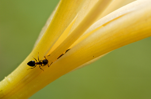 Paradise: Ant on Iris -- Acrobat Ant (Crematogaster coarctata) on white iris at Hidden Villa.