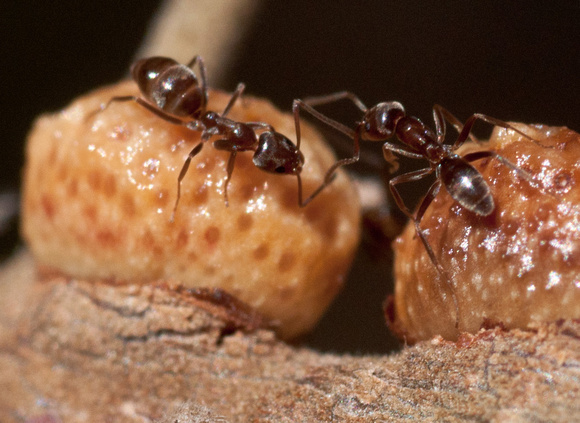 Argentine Ants on Galls