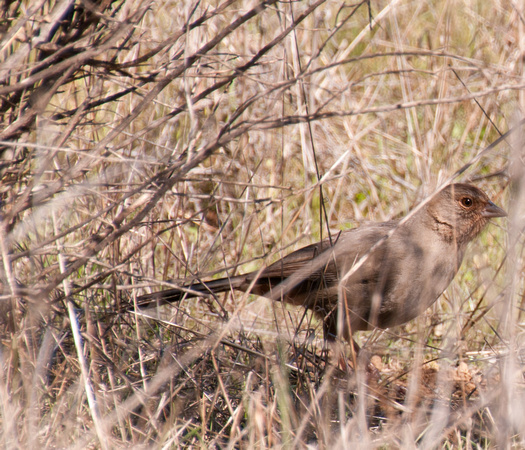 Bird (Towhee??)