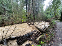 Corte Madera Creek Rushes beside Eagle Trail -- Looking Downstream