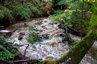 Rapids in Corte Madera Creek (October 2021)