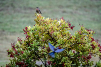 Western Bluebirds on Toyon