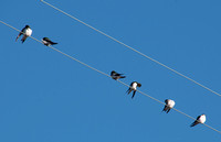 Six Violet-Green Swallows (Tachycineta thalassina)