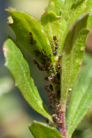 Massed Argentine Ants (Linepithema humile) Farming on new Leaves of a Coyote Brush (Baccharis pilularis) near the Sun Research Center