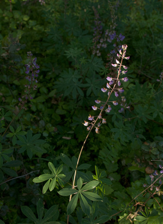 Giant Lupine in Fading Light