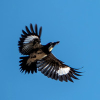 6/10/2024 Woodpecker Acrobatics