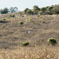 White-tailed Kite (Elanus leucurus) in Final Plunge (2)