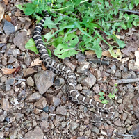 Northern Pacific Rattlesnake (Crotalus viridis oreganus)