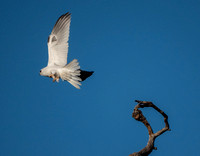 White-tailed Kite Takes Off (2)