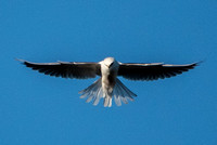 White-tailed Kite (Elanus leucurus), Kiting (2)