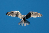 White-tailed Kite (Elanus leucurus), Kiting (3)