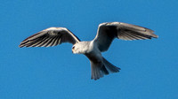 White-tailed Kite (Elanus leucurus), Kiting and Scanning the Grassland
