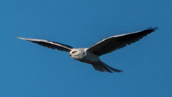 White-tailed Kite (Elanus leucurus) in Flight