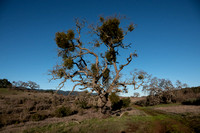 Valley Oaks and Mistletoe