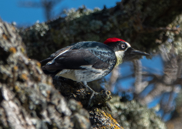 Male Acorn Woodpecker (Melanerpes formicivorus)