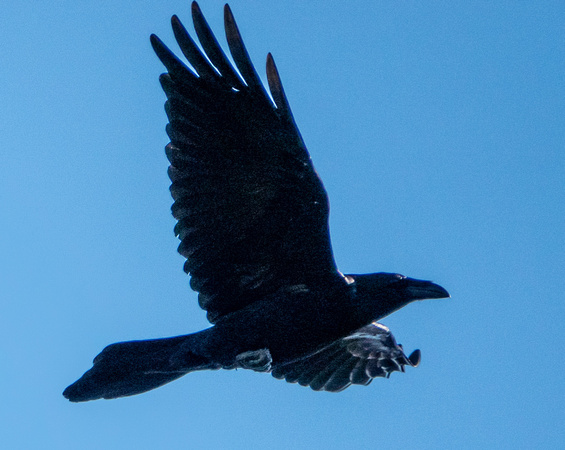Common Raven (Corvus corax) in Flight