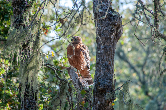 Red-shouldered Hawk (Buteo lineatus)