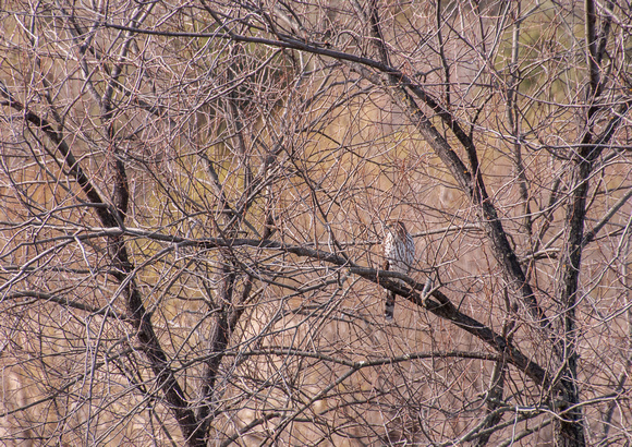 Juvenile Cooper's Hawk (Accipiter cooperii) ??