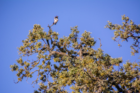 Female Acorn Woodpecker (Melanerpes formicivorus) in Visitors' Valley Oak