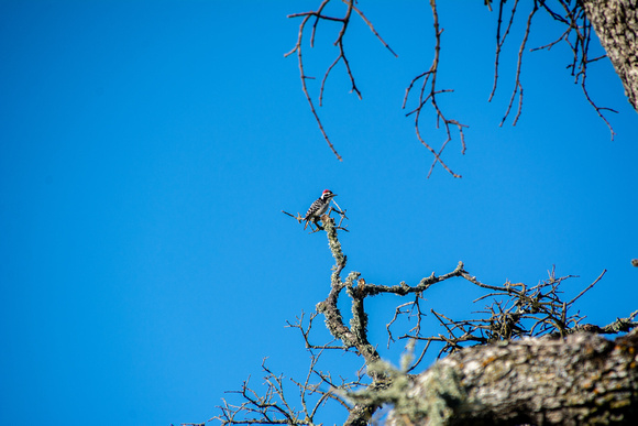 Male Nuttall's Woodpecker (Dryobates nuttallii)