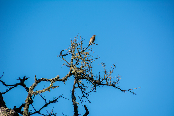 Female Western Bluebird (Siala mexicana)