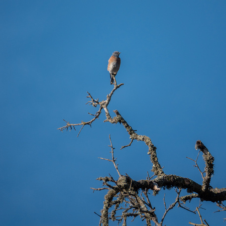 Western Bluebird (Sialia mexicana) in Phaenopepla Tree