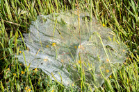 Sheet Spiderweb -- with Spider!