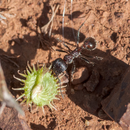 Harvester Ant (Messor andrei) with Green Seed
