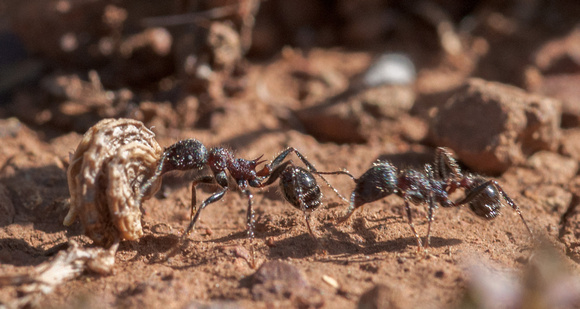 Harvester Ants (Messor andrei) with Seed