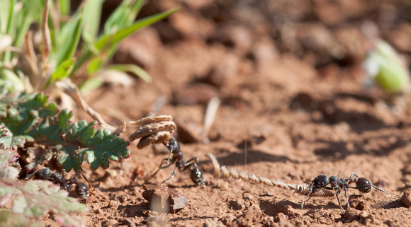 Harvester Ants (Messor andrei) with Seeds