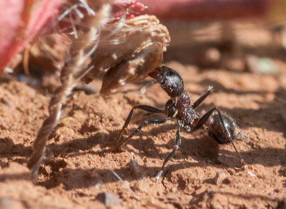 Ant Harvesting