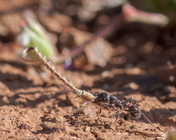 Harvester Ant (Messor andrei) with Another Filaree Seed?