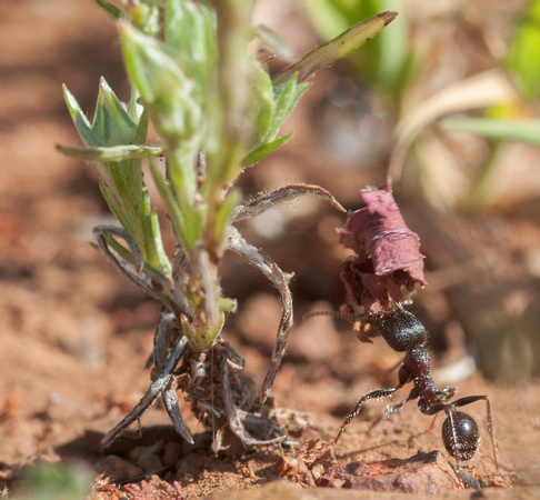 Harvester Ant (Messor andrei) at Work