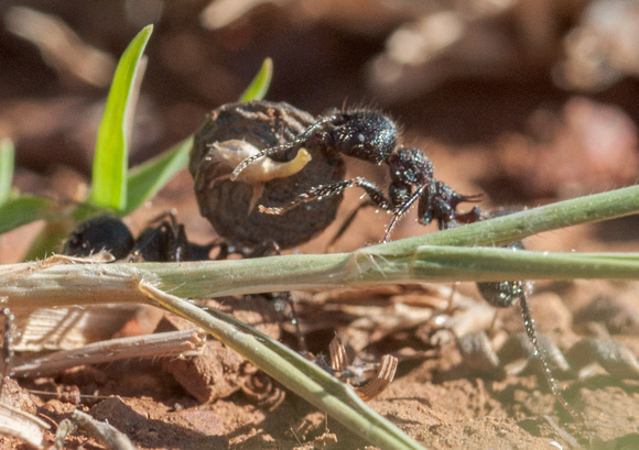 Harvester Ant (Messor andrei) with Seed