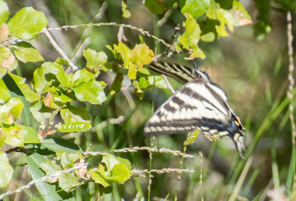 Pale Swallowtail Butterfly (Papilio eurymedon) in Flight