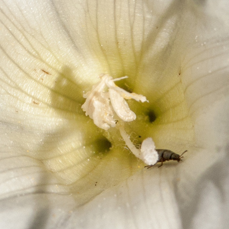 Hill Morning Glory (Calystegia subacaulis ssp. subacaulis) (?)  with Beetle (Closer View)