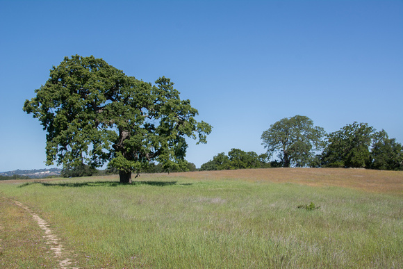 Lonely Valley Oak in Springtime