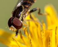 Beefly on Weedy Hawksbeard