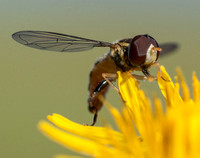 Beefly on Weedy Hawksbeard, from Below