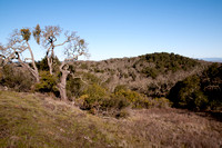 Blue Oak Forest