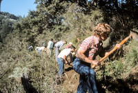 Using Pickles and Mattocks to Build Toyon Trail,  ca 1979
