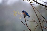 Male Western Bluebird (Sialia mexicana), Singing in the Rain (2)