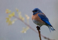 Male Western Bluebird (Sialia mexicana), Singing in the Rain