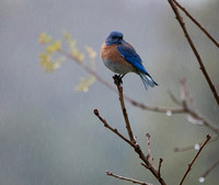 Male Western Bluebird (Sialia mexicana) in the Rain