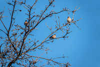 Bluebird Family in Oak