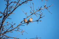 Bluebird Family in Oak