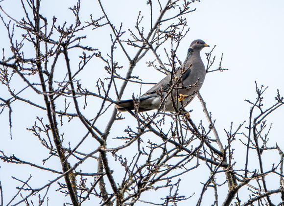 Band-tailed Pigeon (Patagioenas fasciatra)